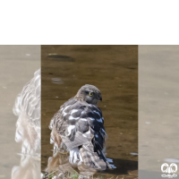 گونه قرقی Eurasian Sparrowhawk